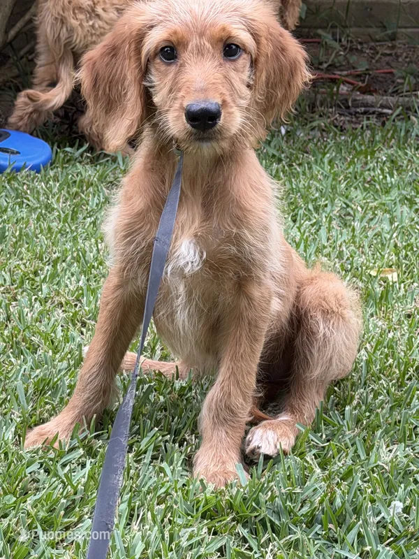 Hallie – Goldendoodle puppy for sale in Demopolis, AL