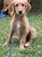 Hallie, a female Goldendoodle for sale in Demopolis, AL – 1 of 2