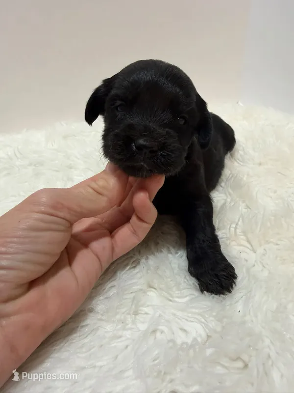 Mini Goldendoodle  – Miniature Goldendoodle puppy for sale in Demopolis, AL