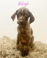 AKC GSP Raleigh, a female German Shorthaired Pointer for sale in Demopolis, AL – Photo 1 of 8