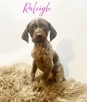 AKC GSP Raleigh, a female German Shorthaired Pointer for sale in Demopolis, AL – Photo 2 of 8