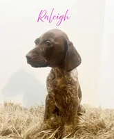 AKC GSP Raleigh, a female German Shorthaired Pointer for sale in Demopolis, AL – Photo 4 of 8