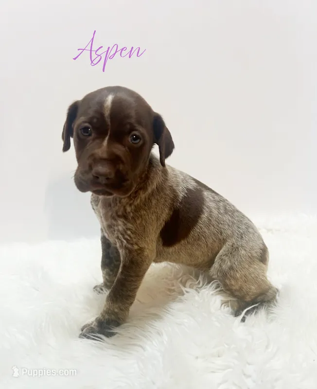 AKC GSP Aspen