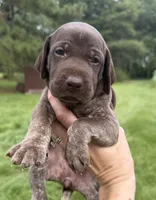 AKC Jersey , a female German Shorthaired Pointer for sale in Demopolis, AL – 2 of 6