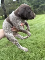AKC Laremy, a female German Shorthaired Pointer for sale in Demopolis, AL – 4 of 5