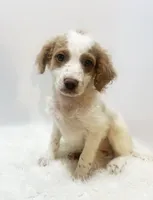 Rusty, a male Miniature Goldendoodle for sale in Demopolis, AL – 2 of 3