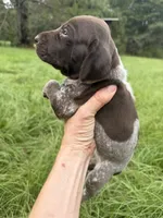 AKC Hallie, a female German Shorthaired Pointer for sale in Demopolis, AL – 7 of 9
