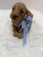 Max F1, a male Goldendoodle for sale in Demopolis, AL – 6 of 6