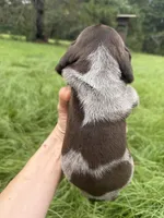 AKC Hallie, a female German Shorthaired Pointer for sale in Demopolis, AL – 5 of 9