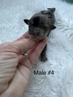 Mini Goldendoodle , a male Miniature Goldendoodle for sale in Demopolis, AL – 2 of 4