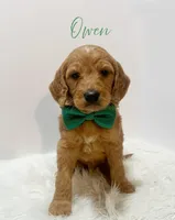Owen F1, a male Goldendoodle for sale in Demopolis, AL – Photo 2 of 4