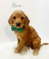 Owen F1, a male Goldendoodle for sale in Demopolis, AL – Photo 1 of 4