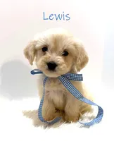 Lewis, a male Miniature Goldendoodle for sale in Demopolis, AL – 6 of 10