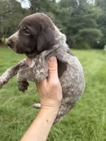 AKC Laremy, a female German Shorthaired Pointer for sale in Demopolis, AL – 2 of 5