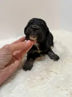 Mini Goldendoodle , a female Miniature Goldendoodle for sale in Demopolis, AL – 3 of 4