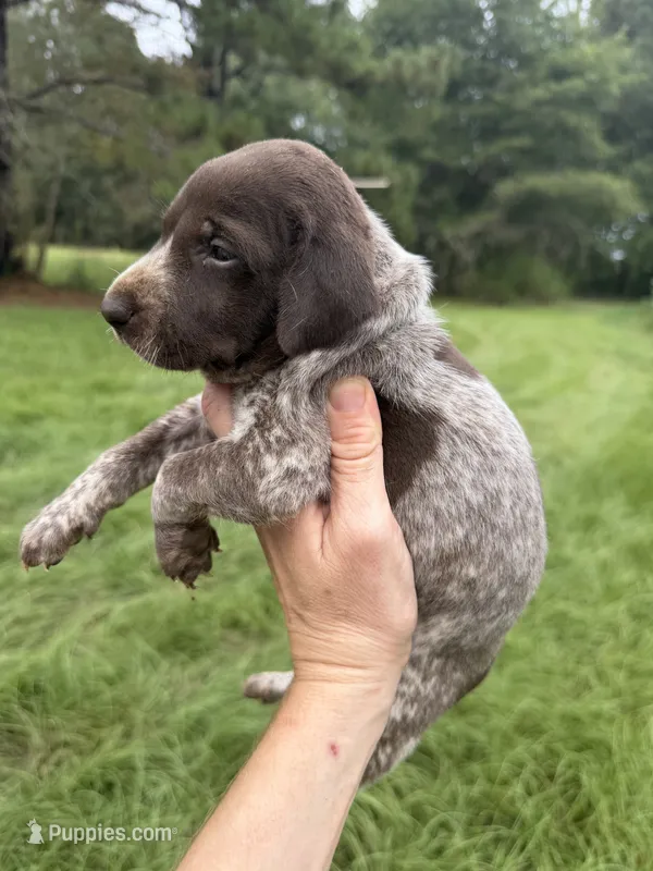 AKC Laremy – German Shorthaired Pointer puppy for sale in Demopolis, AL