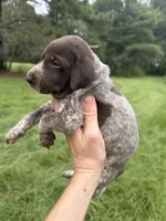 AKC Laremy, a female German Shorthaired Pointer for sale in Demopolis, AL – 1 of 5