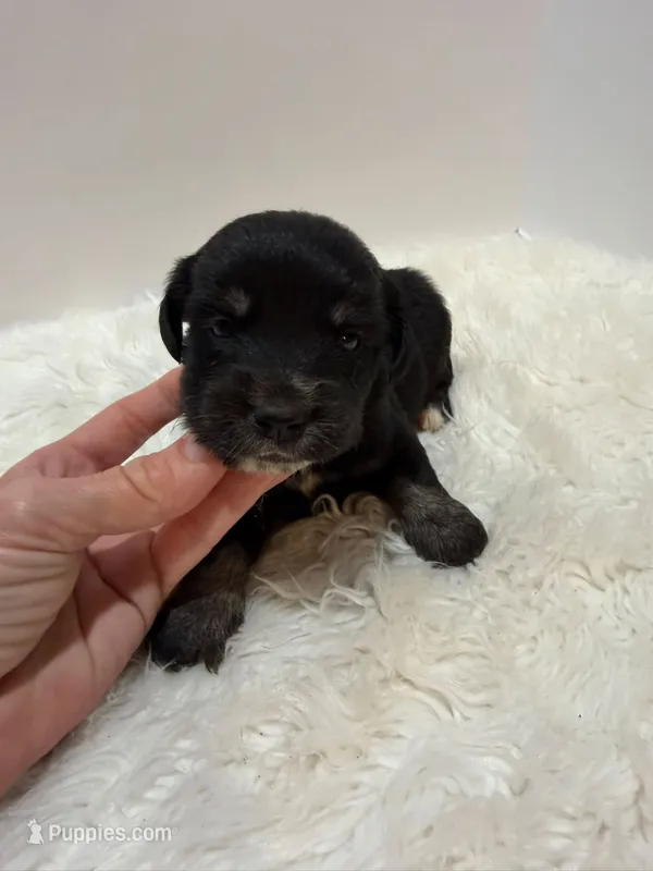 Mini Goldendoodle  – Miniature Goldendoodle puppy for sale in Demopolis, AL