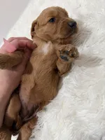Stella F1, a female Goldendoodle for sale in Demopolis, AL – 5 of 6