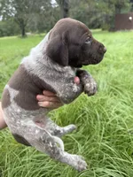 AKC Hallie, a female German Shorthaired Pointer for sale in Demopolis, AL – 8 of 9