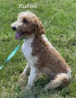 Stella F1, a female Goldendoodle for sale in Demopolis, AL – 8 of 8