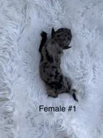 Mini Goldendoodle , a female Miniature Goldendoodle for sale in Demopolis, AL – 3 of 3