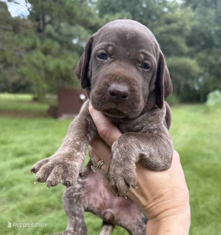 AKC Jersey  – German Shorthaired Pointer puppy for sale in Demopolis, AL