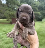 AKC Jersey , a female German Shorthaired Pointer for sale in Demopolis, AL – 1 of 6