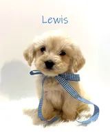 Lewis, a male Miniature Goldendoodle for sale in Demopolis, AL – 8 of 10