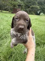 AKC Hallie, a female German Shorthaired Pointer for sale in Demopolis, AL – 2 of 9