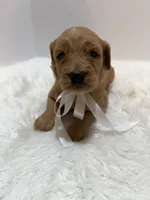 F1 Hallie , a female Goldendoodle for sale in Demopolis, AL – 2 of 4