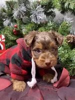 Chocolate Chip, a male Yorkshire Terrier and Shorkie for sale in Sellersburg, IN – Photo 3 of 7