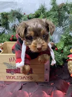 Chocolate Chip, a male Yorkshire Terrier and Shorkie for sale in Sellersburg, IN – Photo 2 of 7