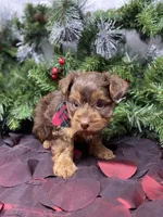 Chocolate Chip, a male Yorkshire Terrier and Shorkie for sale in Sellersburg, IN – Photo 5 of 7
