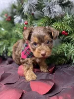 Chocolate Chip, a male Yorkshire Terrier and Shorkie for sale in Sellersburg, IN – Photo 4 of 7