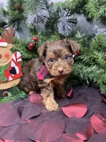 Chocolate Chip, a male Yorkshire Terrier and Shorkie for sale in Sellersburg, IN – Photo 1 of 7