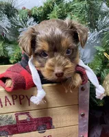 Chocolate Chip, a male Yorkshire Terrier and Shorkie for sale in Sellersburg, IN – Photo 7 of 7