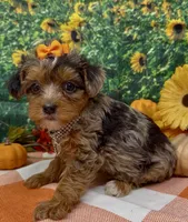 ZsaZsa - silver merle, a female Yorkipoo and Yorkshire Terrier for sale in Sellersburg, IN – 4 of 8