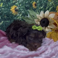 Tiny Coco (chocolate), a female Yorkshire Terrier and Shorkie for sale in Sellersburg, IN – 7 of 7