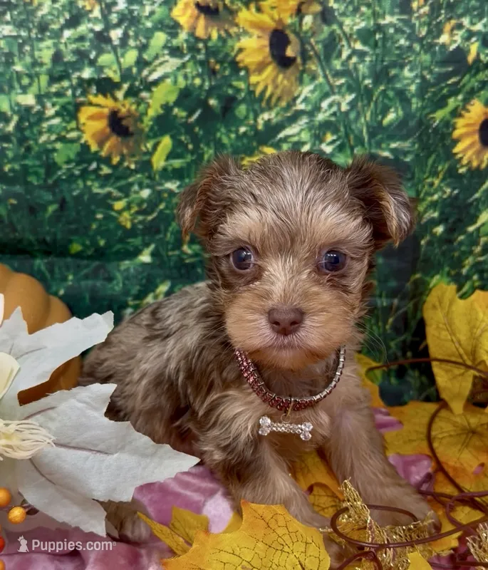 Godiva - Chocolate (red) merle – Yorkshire Terrier, Shorkie puppy for sale in Sellersburg, IN