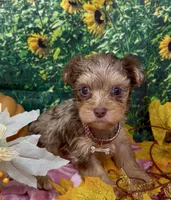 Godiva - Chocolate merle, a female Yorkshire Terrier and Shorkie for sale in Sellersburg, IN – 2 of 6