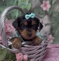 Nala, a female Yorkshire Terrier and Shorkie for sale in Sellersburg, IN – 2 of 8