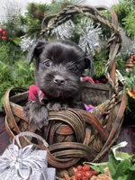 Tiny Harley, a male Yorkshire Terrier and Shorkie for sale in Sellersburg, IN – Photo 2 of 7