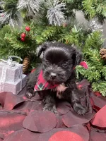 Tiny Harley, a male Yorkshire Terrier and Shorkie for sale in Sellersburg, IN – Photo 3 of 7