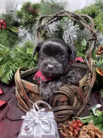 Tiny Harley, a male Yorkshire Terrier and Shorkie for sale in Sellersburg, IN – Photo 6 of 7