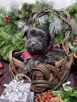 Tiny Harley, a male Yorkshire Terrier and Shorkie for sale in Sellersburg, IN – Photo 1 of 7