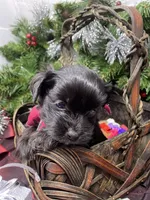 Tiny Harley, a male Yorkshire Terrier and Shorkie for sale in Sellersburg, IN – Photo 5 of 7
