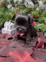 Tiny Harley, a male Yorkshire Terrier and Shorkie for sale in Sellersburg, IN – Photo 7 of 7
