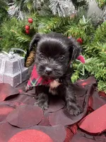 Tiny Harley, a male Yorkshire Terrier and Shorkie for sale in Sellersburg, IN – Photo 4 of 7