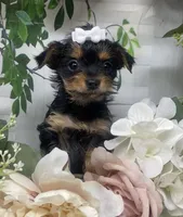 Teacup Tilly, a female Yorkshire Terrier and Shorkie for sale in Sellersburg, IN – Photo 4 of 6